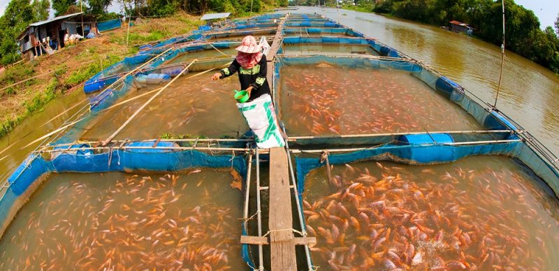 استخر پرورش ماهی در چین