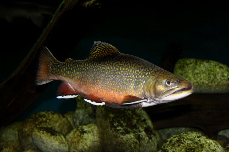 پرورش ماهی قزل آلا (قسمت دوم)