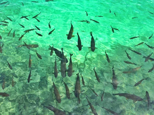 شرکت نانوسازان کاسپین تولید کننده انواع استخر های پیش ساخته در کشور