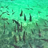 شرکت نانوسازان کاسپین تولید کننده انواع استخر های پیش ساخته در کشور